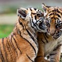 slides/IMG_0087.jpg sumatran, tiger, cub, wildlife, feline, big cat, cat, predator, fur, marking, stripe, eye WBCW104 - Sumatran Tiger Cubs